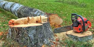 Best Tree Preservation Services  in Grant, NE