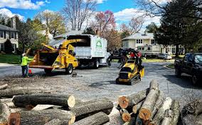 Best Tree Maintenance Programs  in Grant, NE