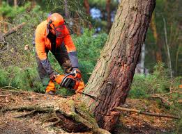Best Tree Disease Treatment  in Grant, NE