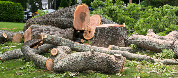 Reliable Grant, NE Tree Care Solutions