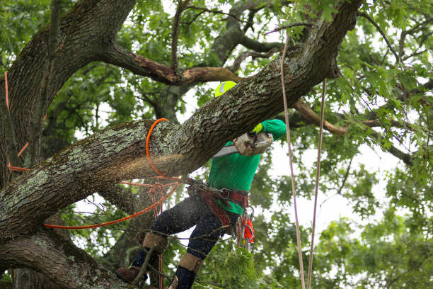 How Our Tree Care Process Works  in  Grant, NE