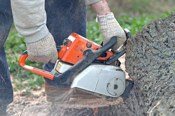Best Hazardous Tree Removal  in Grant, NE