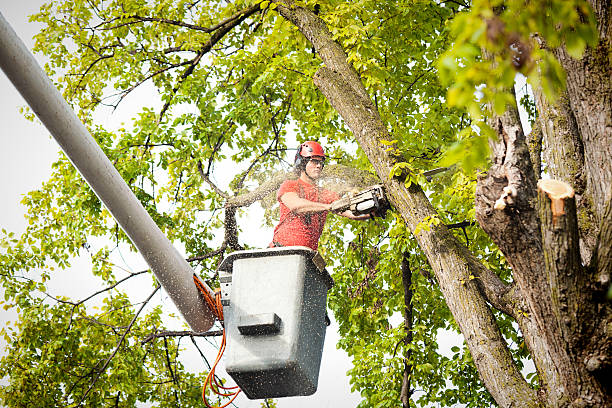 Best Leaf Removal  in Grant, NE