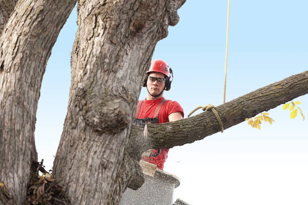 Best Tree Health Inspection  in Grant, NE